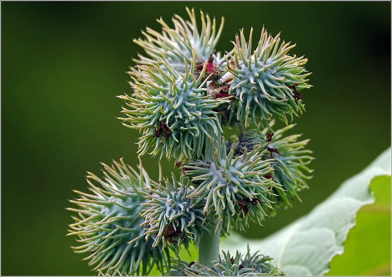 Изображение особи Ricinus communis.