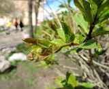 Syringa josikaea. Верхушка побега с развивающимся соцветием. Санкт-Петербург, Центральный р-н, Литейный проспект, Сад Дружбы, в культуре. 04.05.2015.