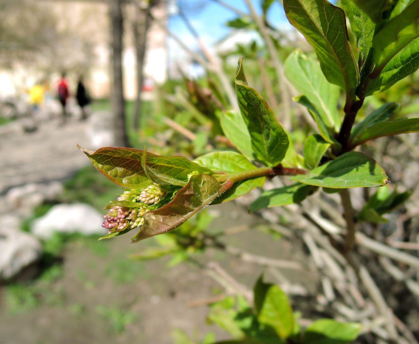Изображение особи Syringa &times; henryi.
