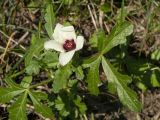 Hibiscus trionum. Цветок и листья. Краснодарский край, Крымский р-н, окр. хут. Гапоновский, залежь. 22.09.2018.