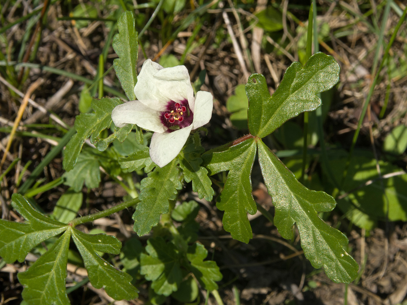 Изображение особи Hibiscus trionum.