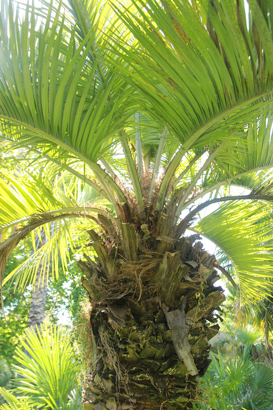 Изображение особи Butia eriospatha.