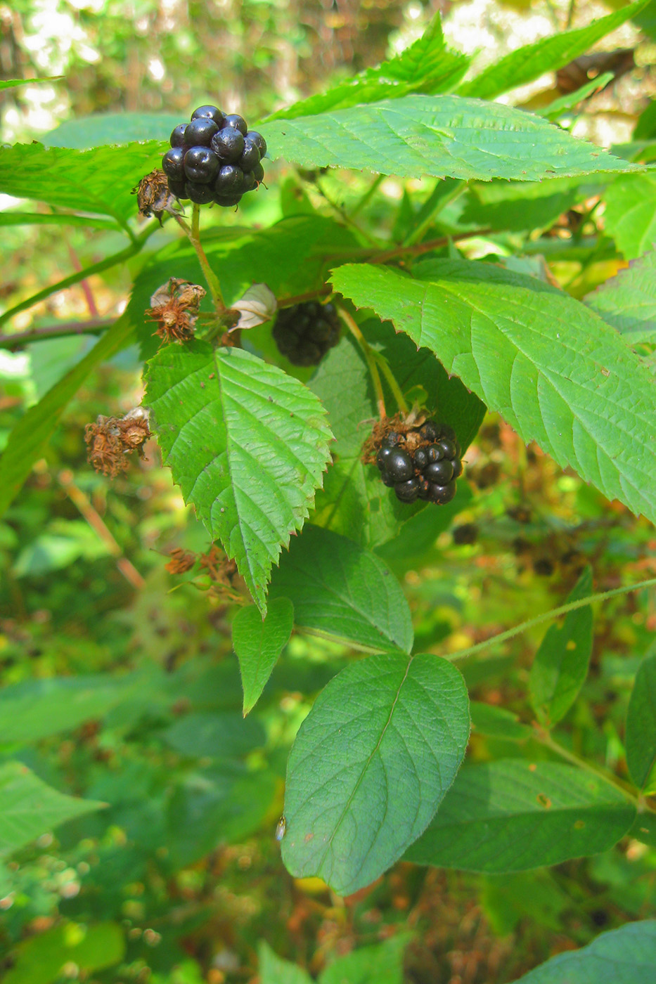 Изображение особи Rubus nessensis.