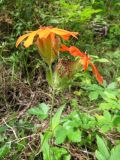 Lychnis fulgens. Верхушка цветущего растения. Амурская обл., Архаринский р-н, окр. с. Кундур, опушка широколиственного леса. 29.08.2023.