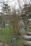 genus Enkianthus. Начинающее вегетацию дерево. Краснодар, парк \"Краснодар\", Японский сад, в культуре. 21.03.2024.