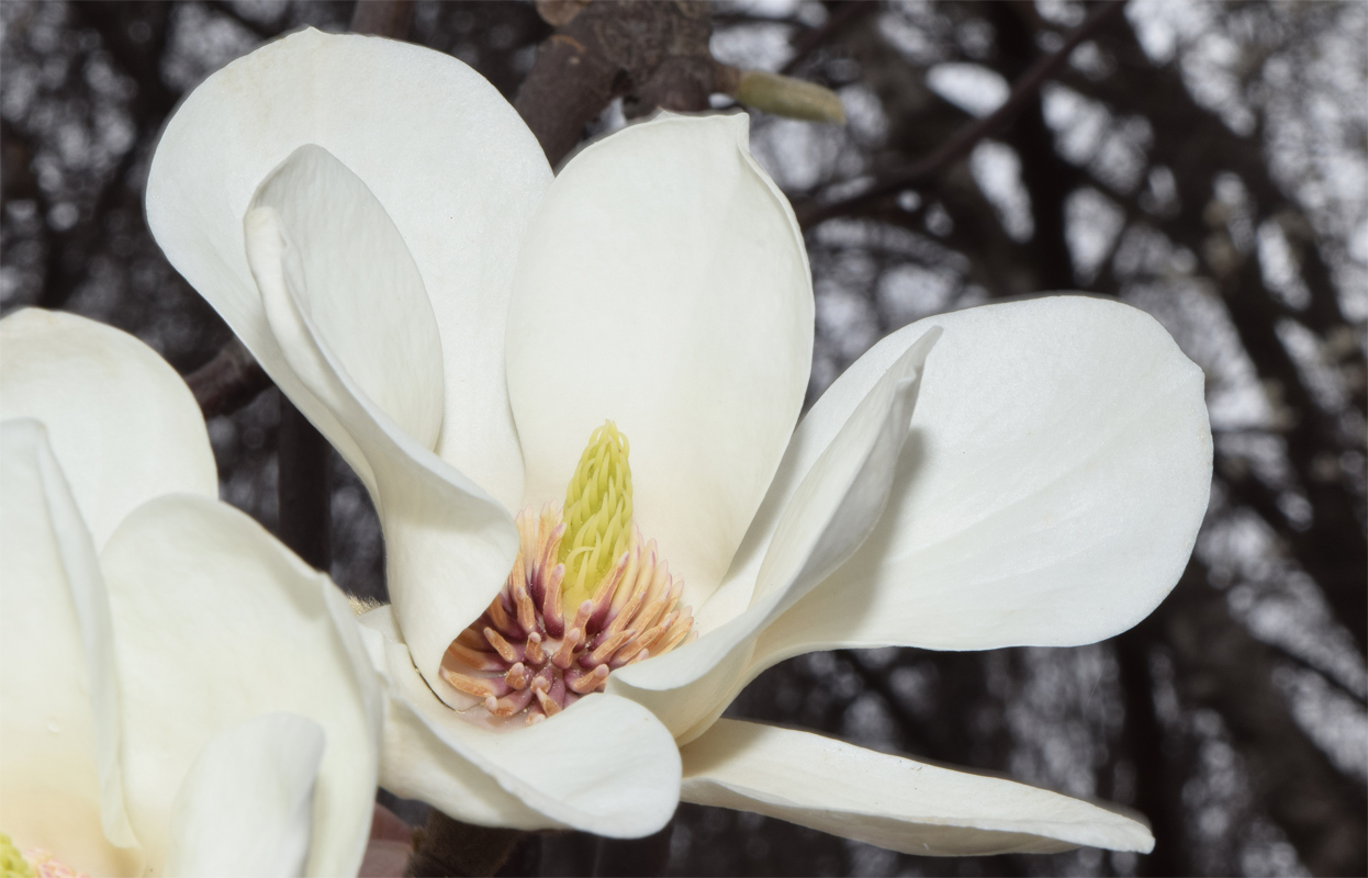 Image of Magnolia denudata specimen.
