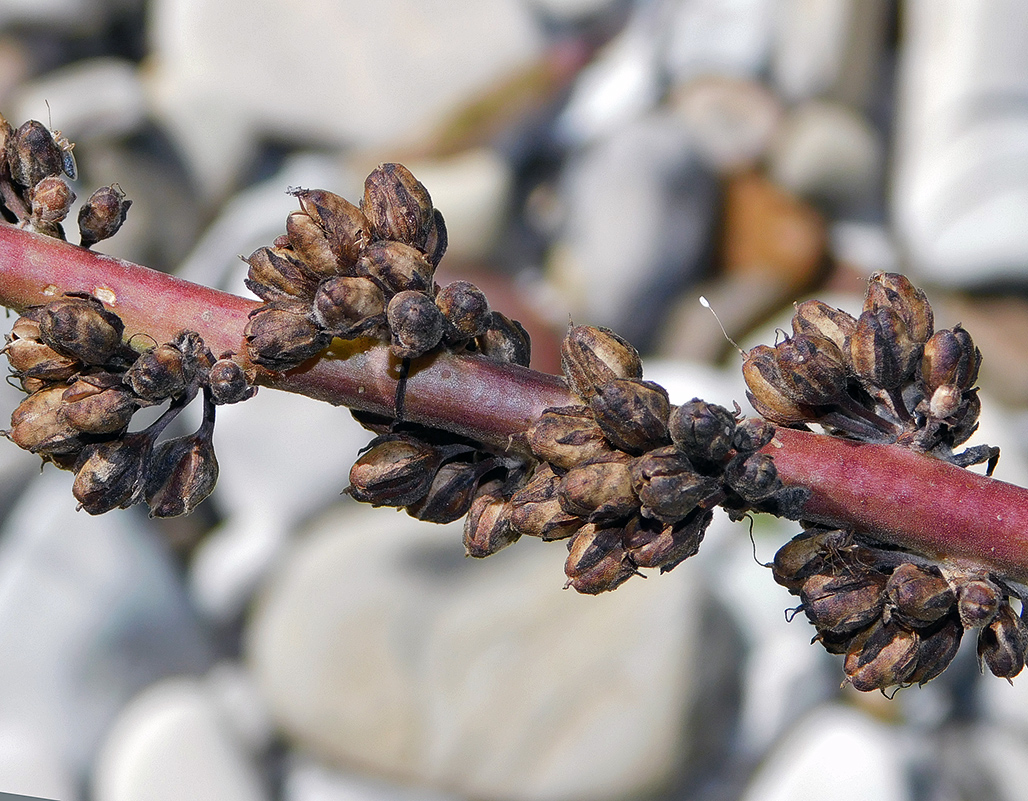 Image of Verbascum gnaphalodes specimen.