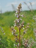 Nepeta nuda