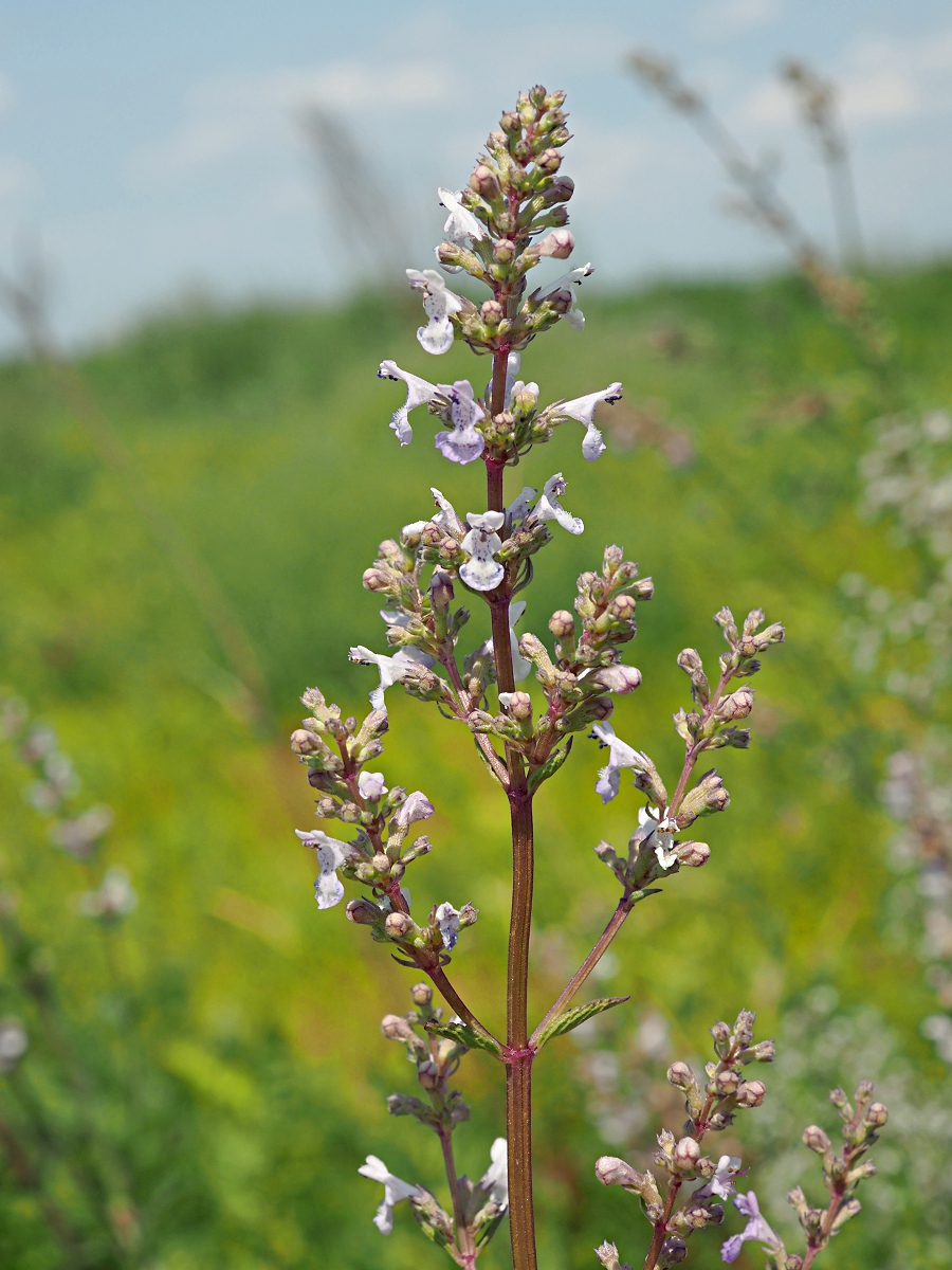 Изображение особи Nepeta nuda.