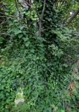 Hedera helix. Вегетирующие растения на стволе и ветвях дерева. Грузия, г. Тбилиси, в парке. 10.06.2023.