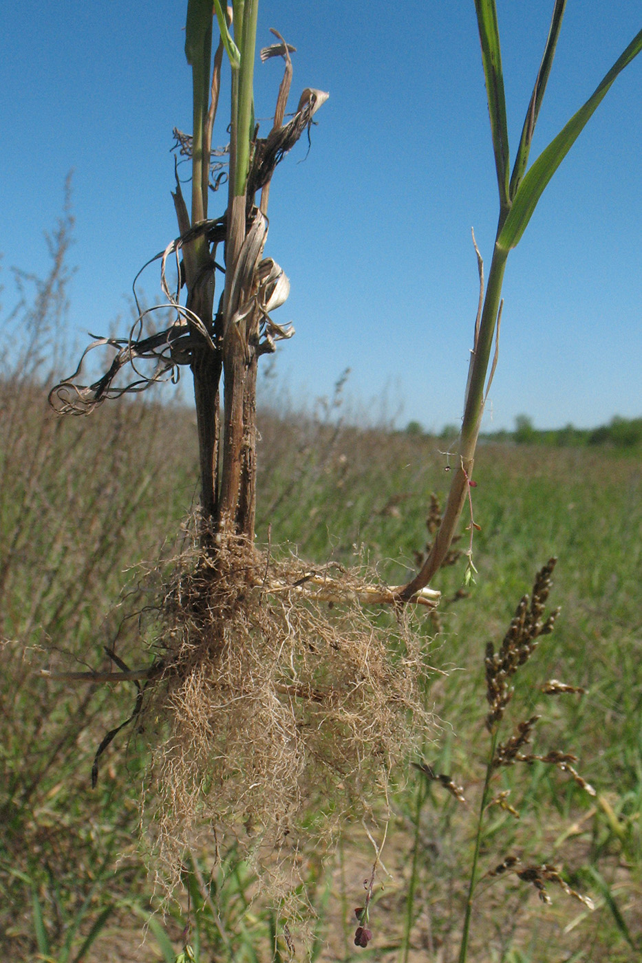 Image of Hierochloe repens specimen.