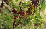 Bryonia dioica. Части побегов с плодами. Ростовская обл., Октябрьский р-н, окр. станицы Красюковская, пойма р. Грушевка, нижняя часть правого коренного берега. Август 2006 г.