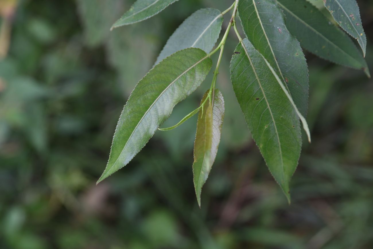 Image of Salix euxina specimen.