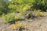 Populus tremula