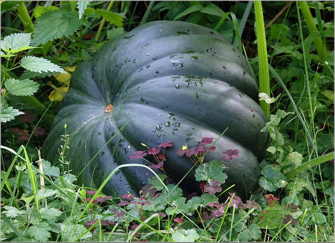 Image of Cucurbita pepo specimen.