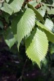 Ulmus laevis. Верхушка побега. Псков. 08.06.2006.