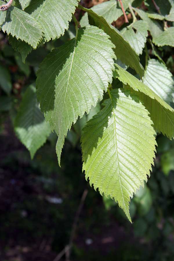 Изображение особи Ulmus laevis.