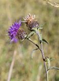 Centaurea nigra. Верхушка побега с цветущим и отцветающим соцветиями. Испания, Каталония, пров. Жирона, комарка Рипольес, муниципалитет Мольо, окр. перевала Коль-де-Арес (1513 м н.у.м), склон северной экспозиции, смешанный лес. 15.09.2024.