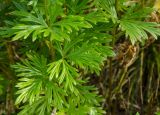 Aconitum napellus. Листья. Башкортостан, Дуванский р-н, Заимкинский сельсовет, дер. Усть-Аяз, долина р. Уфа, склон надпойменной террасы. 20 августа 2023 г.
