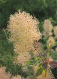 Cotinus coggygria