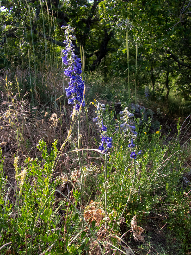 Изображение особи Delphinium fissum.