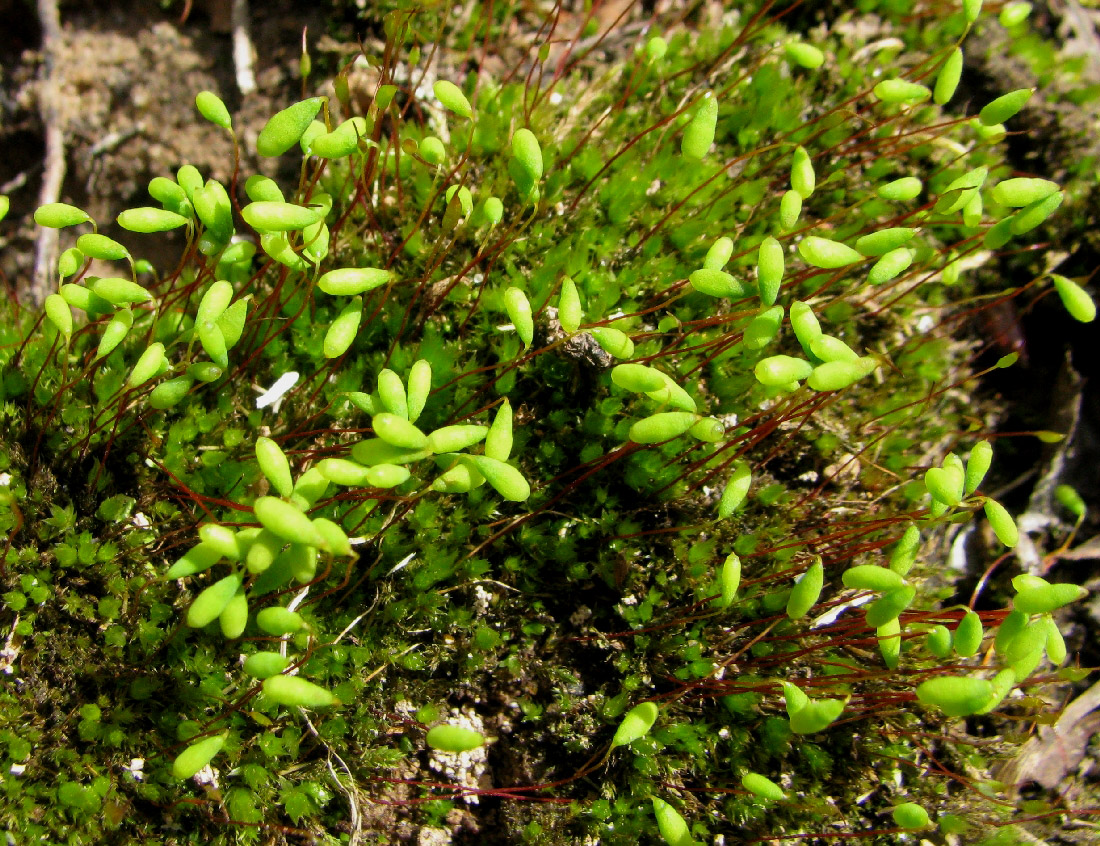 Изображение особи род Bryum.