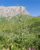 Cirsium incanum