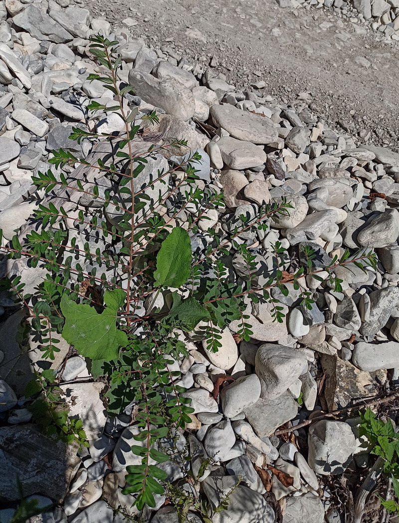 Изображение особи Euphorbia nutans.