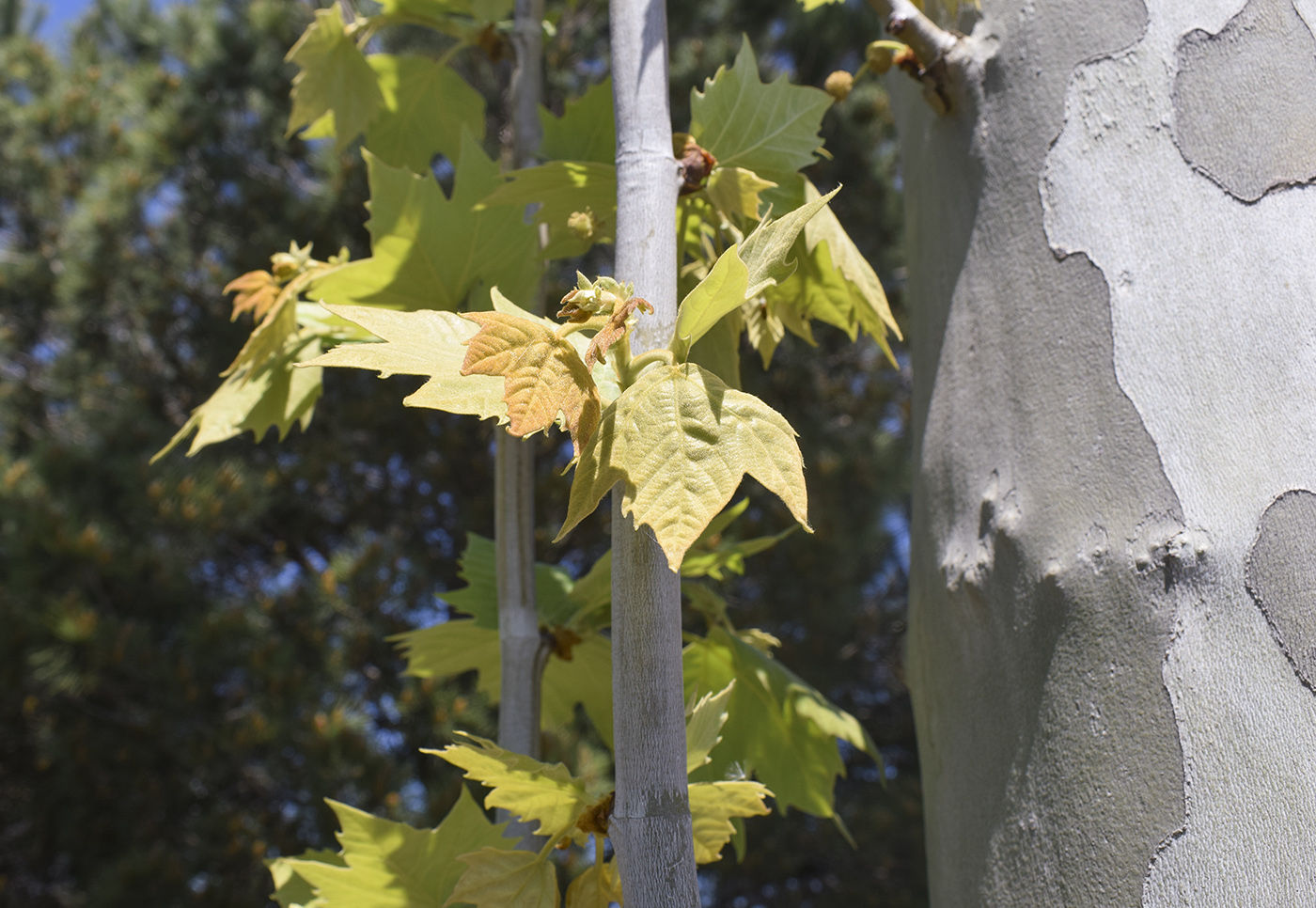 Image of Platanus × acerifolia specimen.