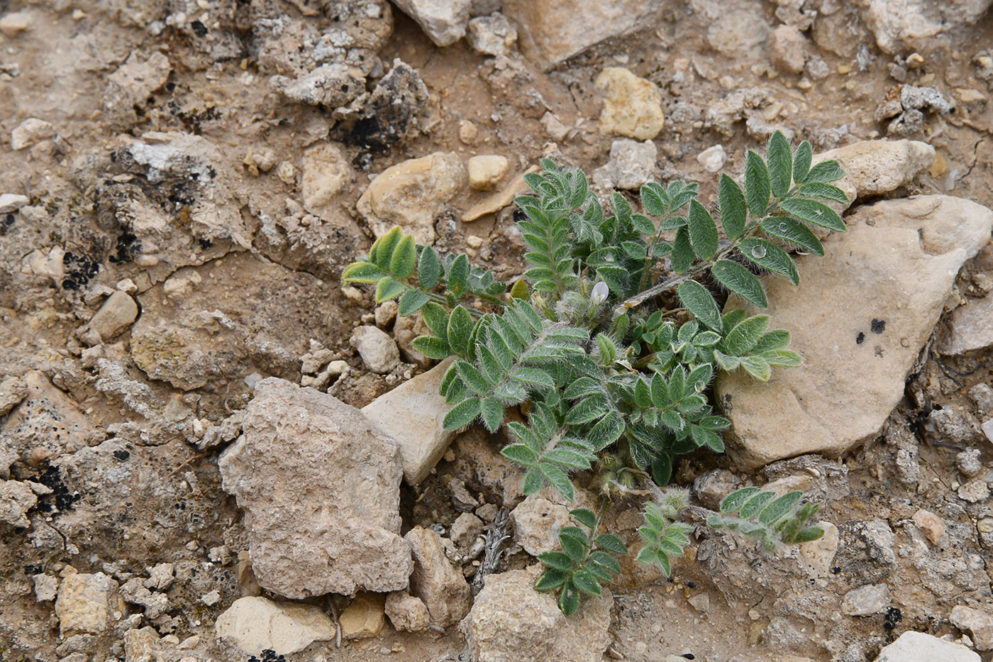 Image of genus Astragalus specimen.