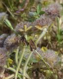 Trifolium cherleri. Верхушки побегов с отцветшими соцветиями. Испания, Каталония, пров. Жирона, комарка Баш Эмпорда, муниципалитет Паламос, берег р. Ауби, опушка прируслового леса, примыкающая к залежи. 18.05.2025.