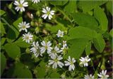 Stellaria holostea. Цветки (справа - лист Aegopodium podagraria). Московская обл., Раменский р-н, окр. ж.-д. платформы Хрипань, просека в смешанном лесу. 21.05.2025.
