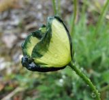 Papaver lapponicum подвид jugoricum. Цветок, повреждённый ночным заморозком. Коми, Интинский р-н, нац. парк \"Югыд Ва\", Приполярный Урал, бассейн р. Пелингичей, каменистый берег руч. Южный. 17.07.2010.