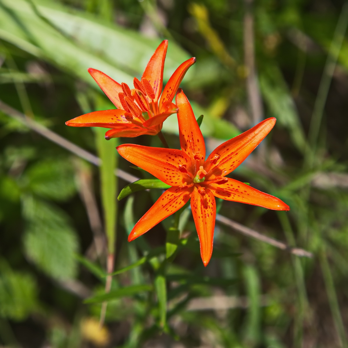 Image of Lilium buschianum specimen.