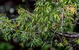 Фото род Juniperus