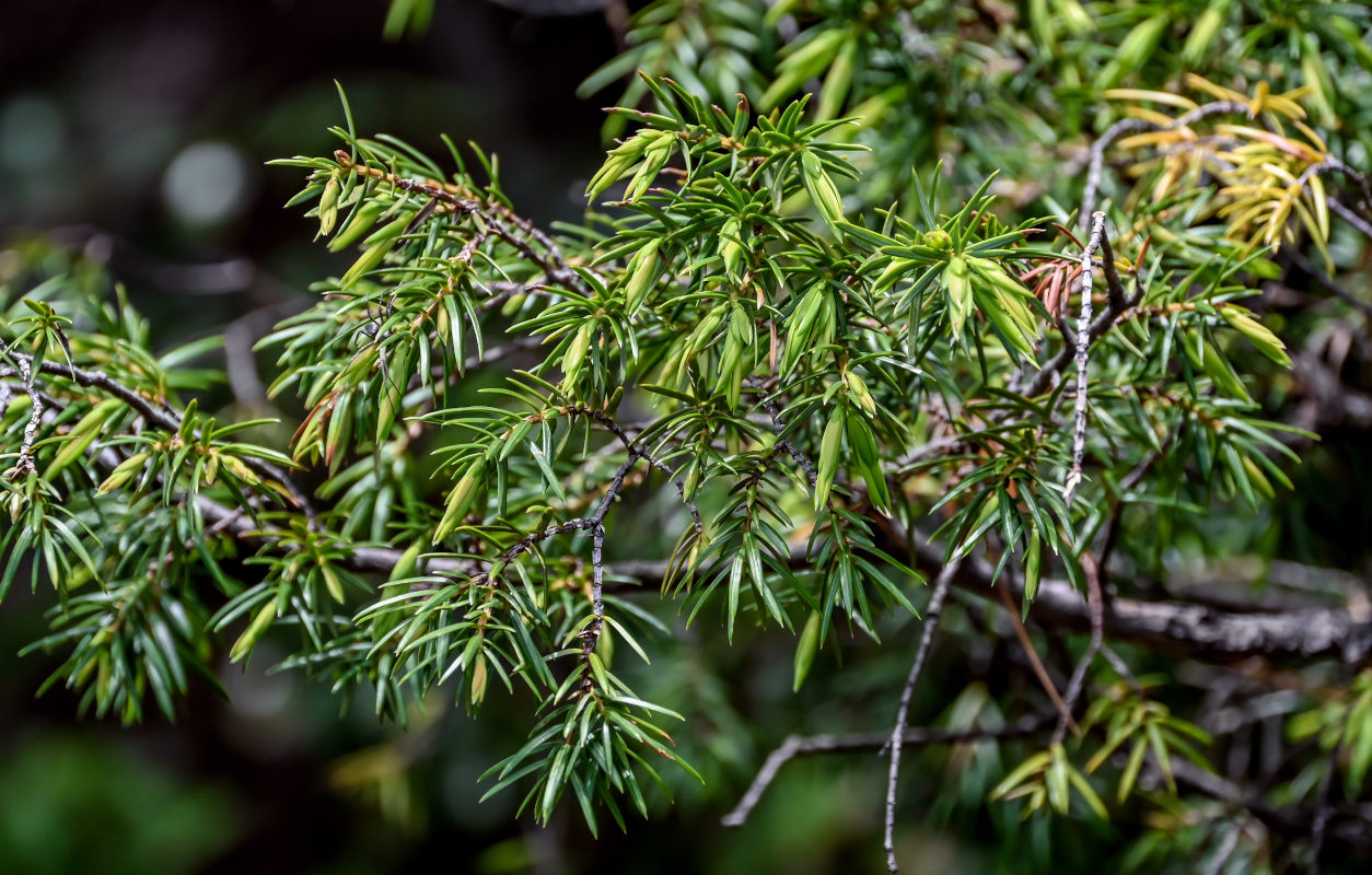 Image of Juniperus formosana specimen.