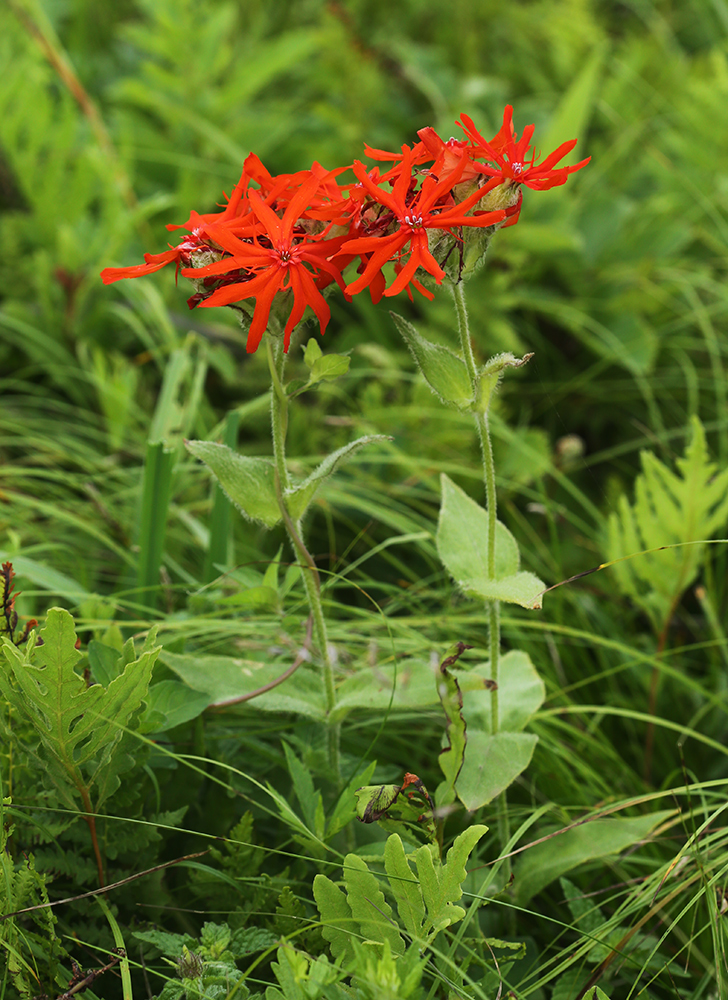 Image of Lychnis fulgens specimen.