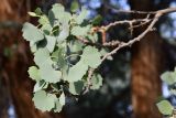 Populus pruinosa