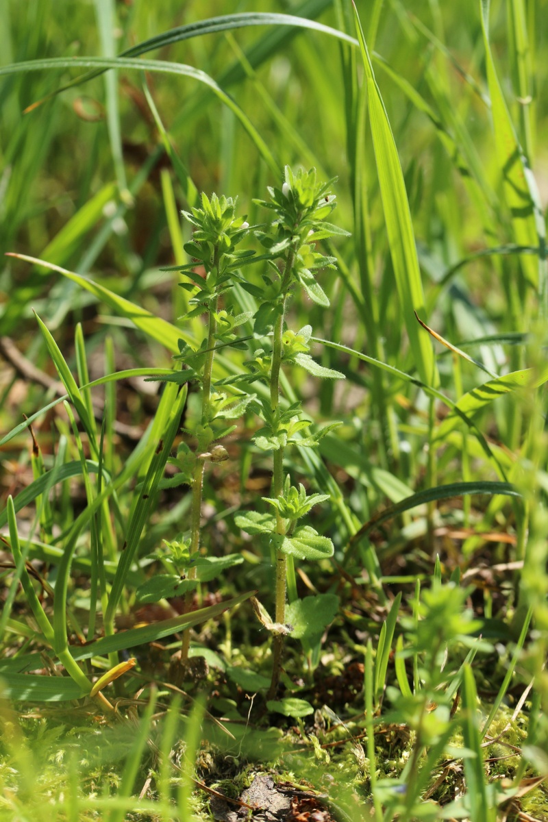 Image of Veronica arvensis specimen.