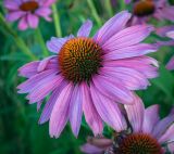 Echinacea purpurea. Соцветие. Татарстан, Агрызский р-н, с. Красный Бор, цветник. 06.08.2025.