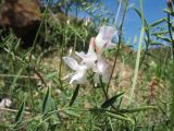 Vicia kokanica. Часть побега с цветками. Казахстан, Жамбылская обл., Жуалынский р-н, запов. \"Аксу-Джабаглы\"; Таласский Алатау, ущ. Коксай, ≈ 2150 м н.у.м., мелкозёмный склон вост. экспозиции. 1 июня 2025 г.