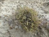 Arthrophytum longibracteatum