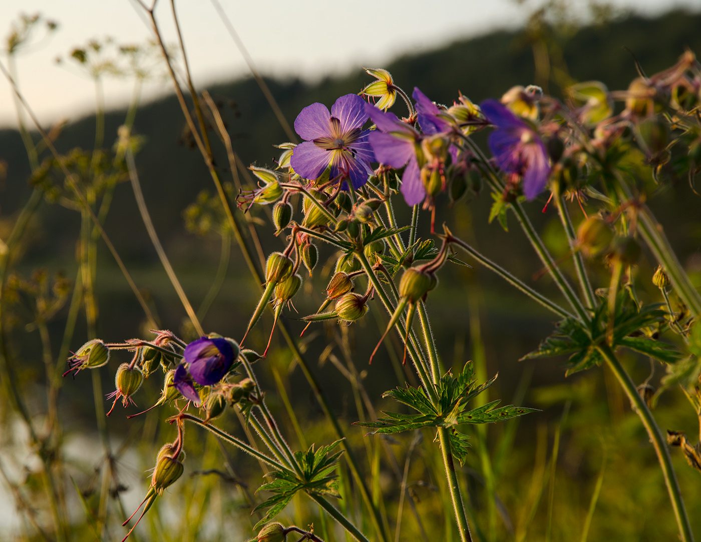 Изображение особи Geranium pratense.
