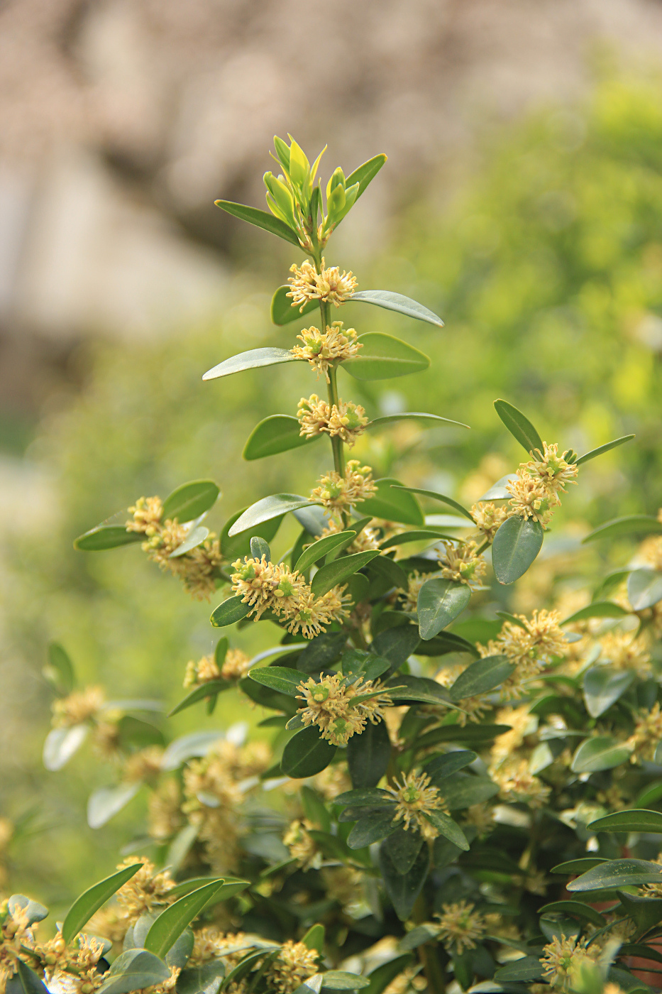 Изображение особи Buxus sempervirens.