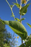 Inula helenium