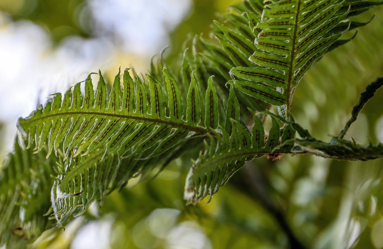 Изображение особи Woodwardia radicans.