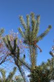 Pinus sylvestris. Верхушка молодого дерева. Ленинградская обл., Всеволожский р-н, Ю окр. дер. Коккорево, берег Ладожского оз., береговой вал, заросли ив (Salix) и молодых сосен (Pinus sylvestris). 19.10.2025.