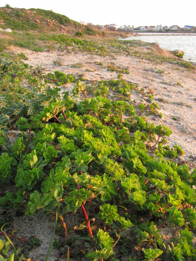 Image of Euphorbia helioscopioides specimen.