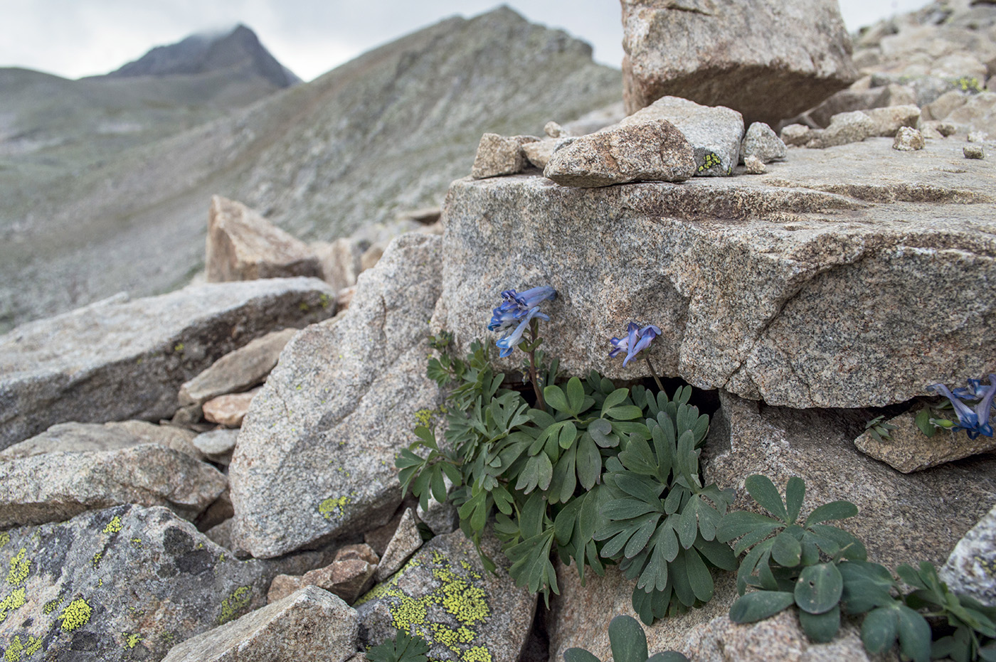 Image of Corydalis emanueli specimen.