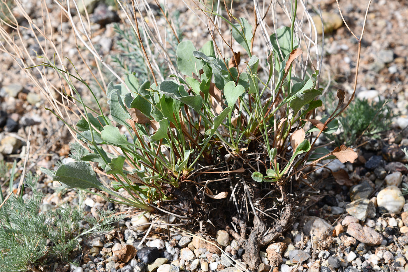 Изображение особи Limonium ferganense.